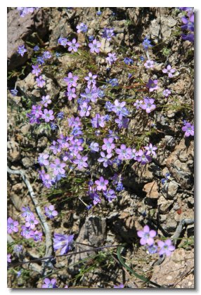 Apache (10)   Purple Scorpion Weed